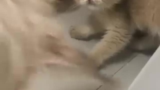 Animals lover -United cate video-ukrain animals-cut cats