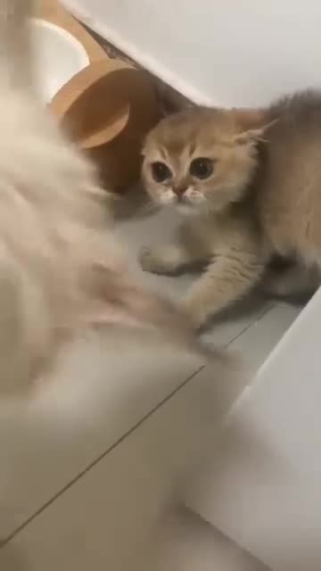 Animals lover -United cate video-ukrain animals-cut cats