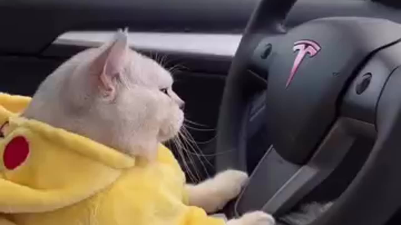 cute cat status video😻 | cat driving tesla #shortvideo #ytshorts #youtubeshorts #shortsfeed #shorts