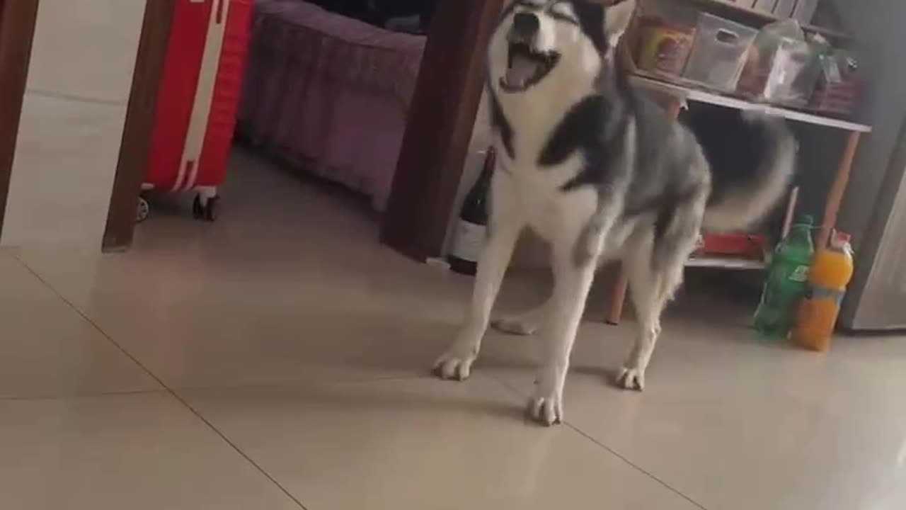 Sniff ! Sniff