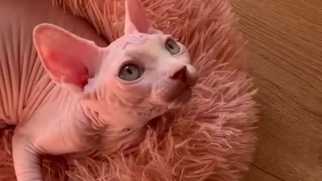 Ekekekkekkek + purr the perfect combination 😍💖