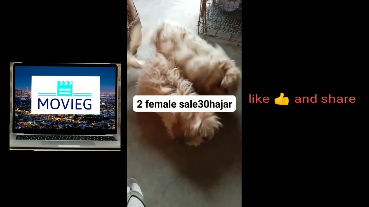 cute dog video and entertainment Dog funny video