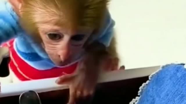 Monkey go to the toilet and playing with the puppy and baby rabbit - Long Tail Monkey