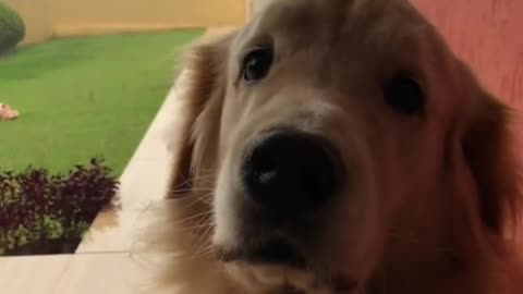 Cachorro quer brincar mais a chuva não deixa