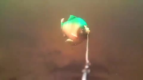 This is a beautiful and charming water-dwelling species