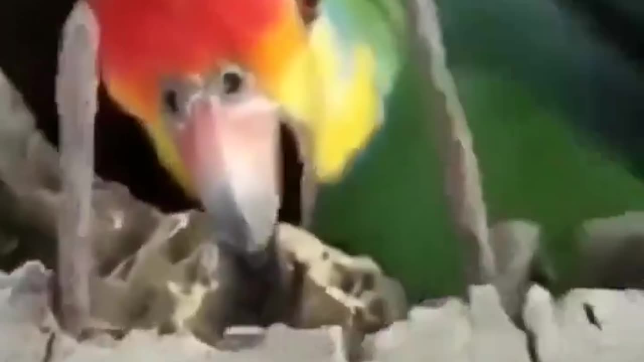 Parrot Meows Like Cat