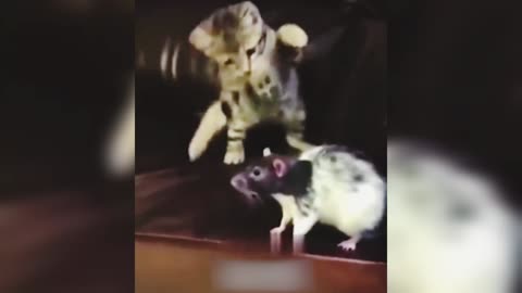 Cat Punch Baby Cat