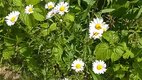 Daisies