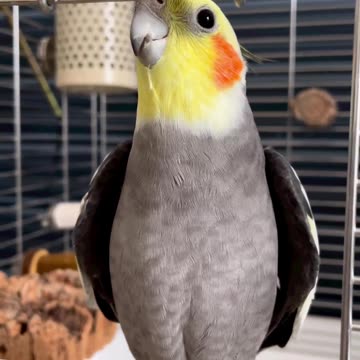 Beautiful colorful parrot