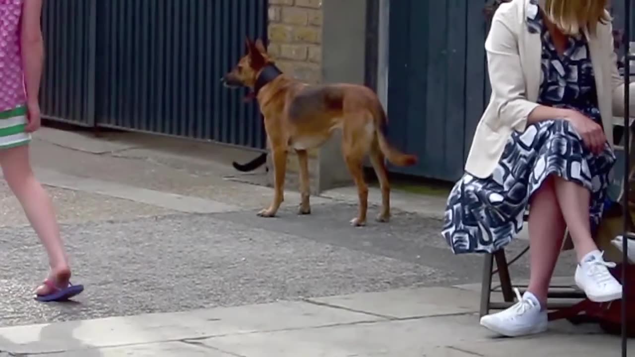 cat & dog playing in the street