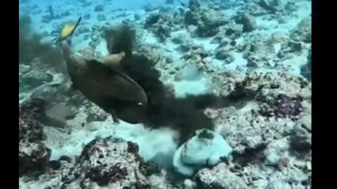 OCTOPUS VS TITAN TRIGGERFISH