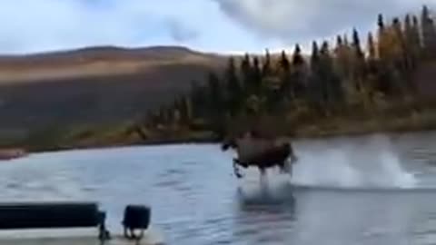 Moose Treading on Water