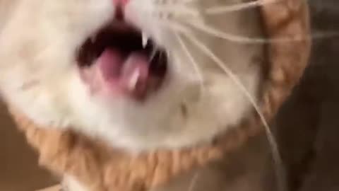 Cute Cat Video