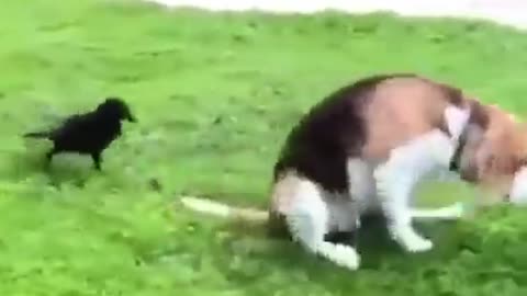 Funny video