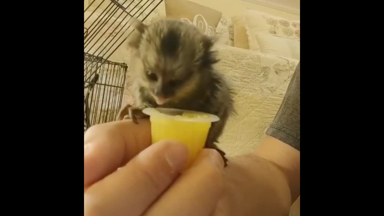 Finger Monkey - Cute and Funny Video Of Common Marmoset 2022 2023