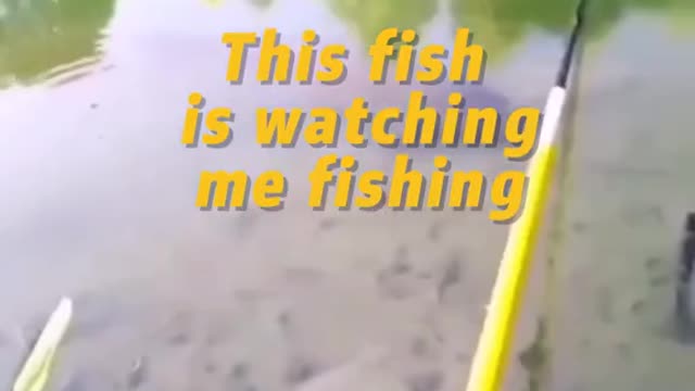 This fish is watching me fishing