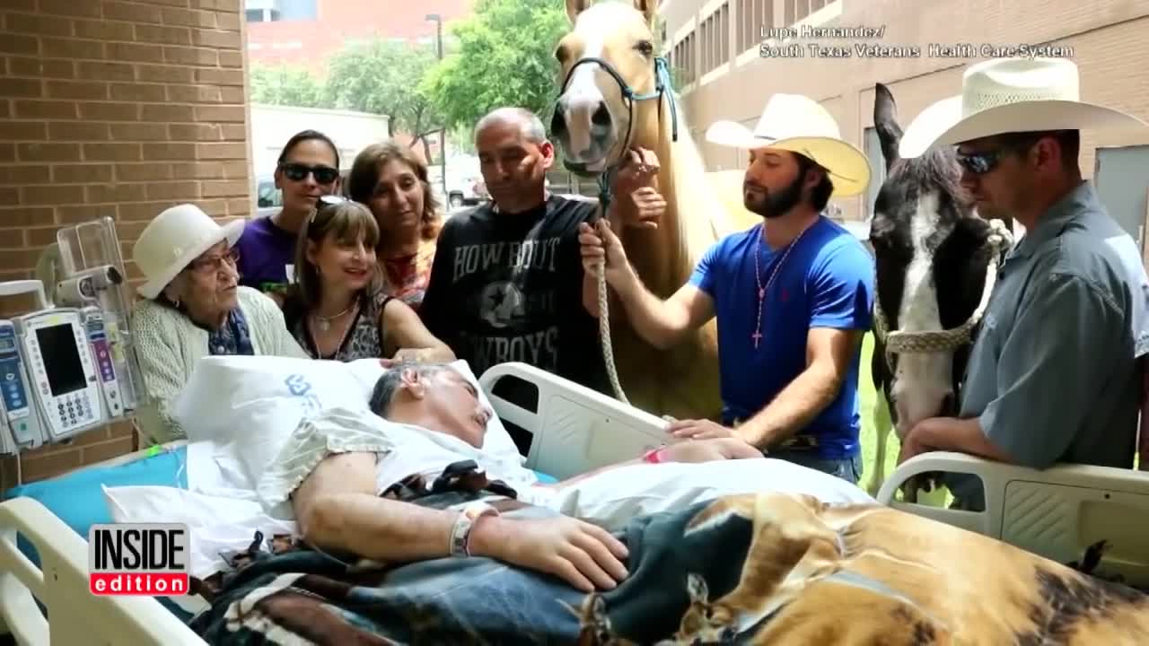 Horse Visits Dying Vietnam Veteran Owner For Heartfelt Goodbye