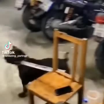 Cute and Funny Animal Video😂|| Funniest Viral Puppy Cat clips😹|| #shorts video