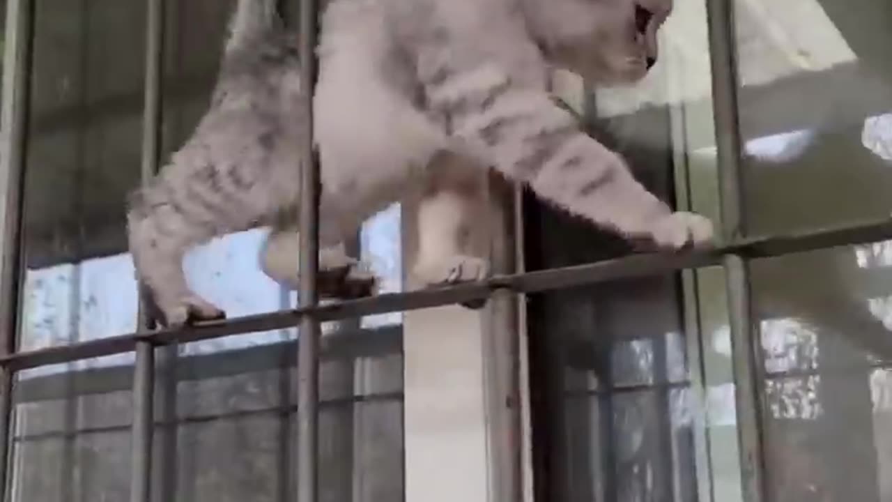 Cute Cats Funny Fail ops Moments Viral Clips #shorts Video || #trending #animals #funny #