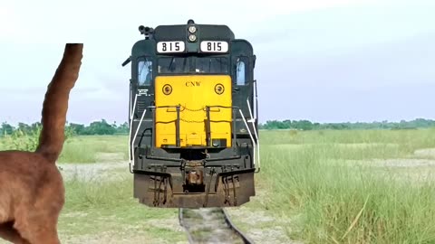 Elephant,cat,lion High speed train funny animal video ||