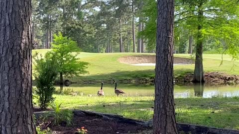 🇺🇸🌴30 SECONDS AT EAGLE NEST GOLF COURSE, LITTLE RIVER SC