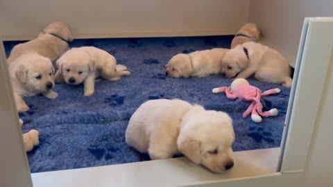 Cutes dogs | Cutest dog in the world | Cute dogs clips 2023.