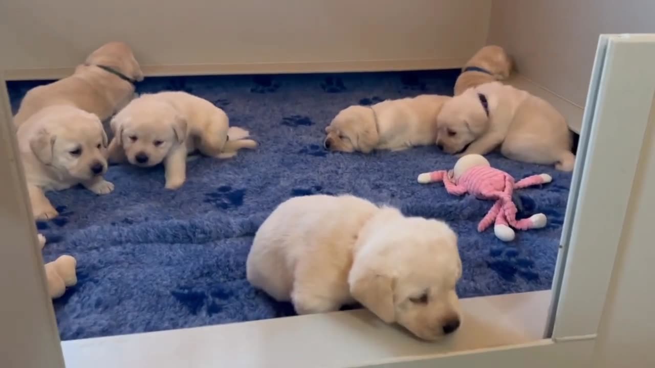 Cutes dogs | Cutest dog in the world | Cute dogs clips 2023.