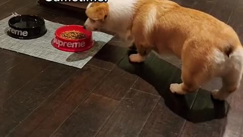 When a corgi is willing to leave his food, you know he serious! 🐶🤣🏀