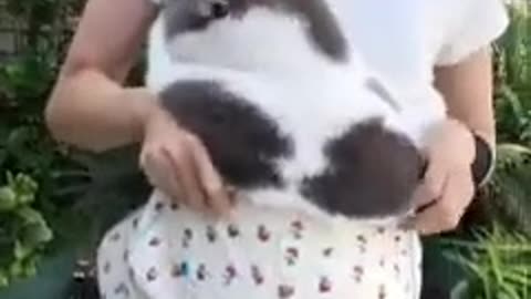 New_Funny_Videos_😍_Cutest_Cats_and_Dogs_🐱🐶
