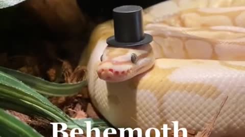 Looks like he could kill you, is a cinnamon roll