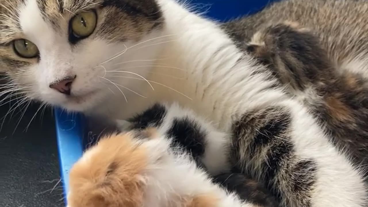 A Cat And Her Potatoes