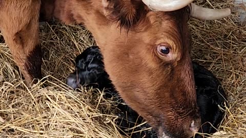 New calf