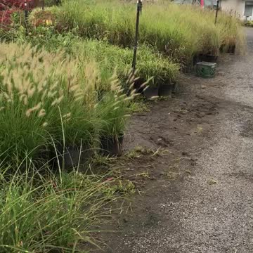 Ornamental grasses at Highland Hill Farm near Philadelphia