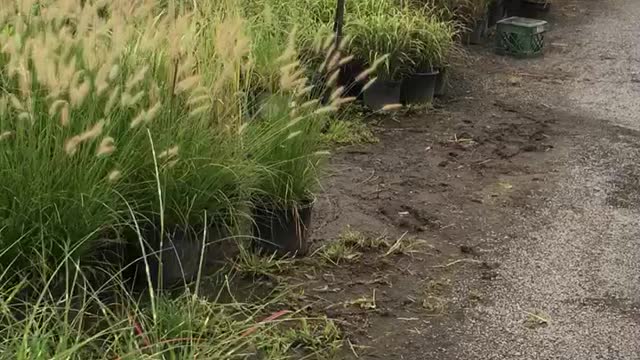 Ornamental grasses at Highland Hill Farm near Philadelphia