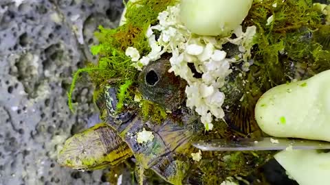 Sea turtle become kings of prey after removing millions of sea creatures and barnacles on shell-12