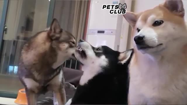 Little dog said mama funny parrots speaking English pets club video 2022