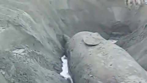 Whale amazing moments - big fishes moment