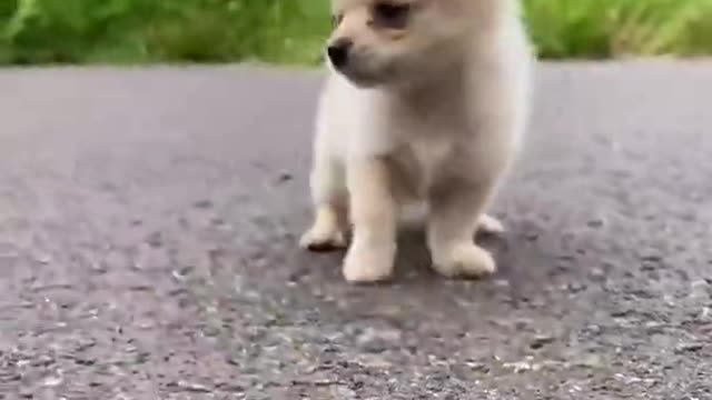 Cute puppy