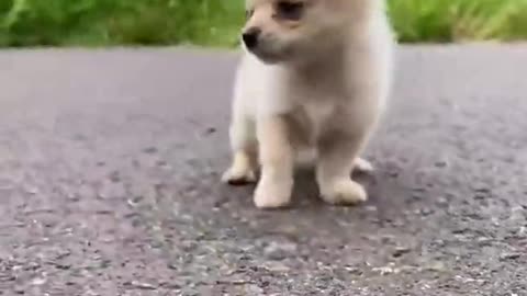 Cute puppy