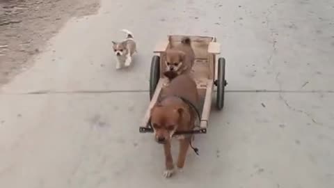 Funny dog and Puppies