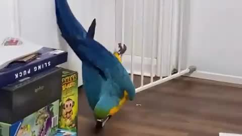 Hello human 😂