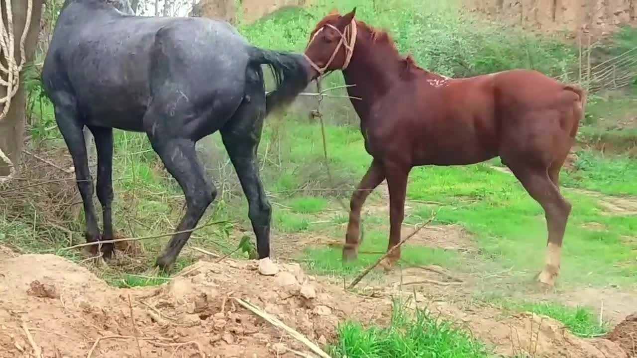 wow horses meeting super meeting of horses, 2022