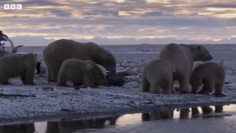 The Best Of Polar Bears | BBC Earth