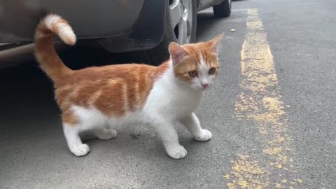 Cats wandering outside