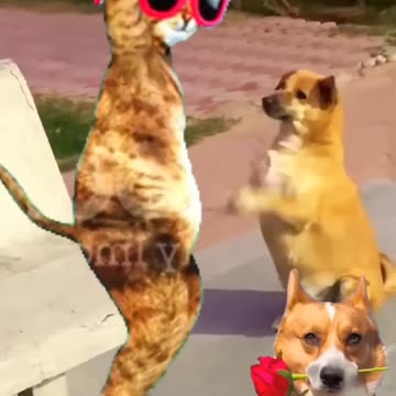 Doggo vs. Catto: The Ultimate Dance-Off! 🐕💃🐈 | Who Wore It Better?