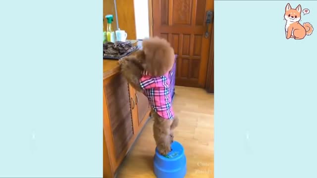 Funny Dogs videos