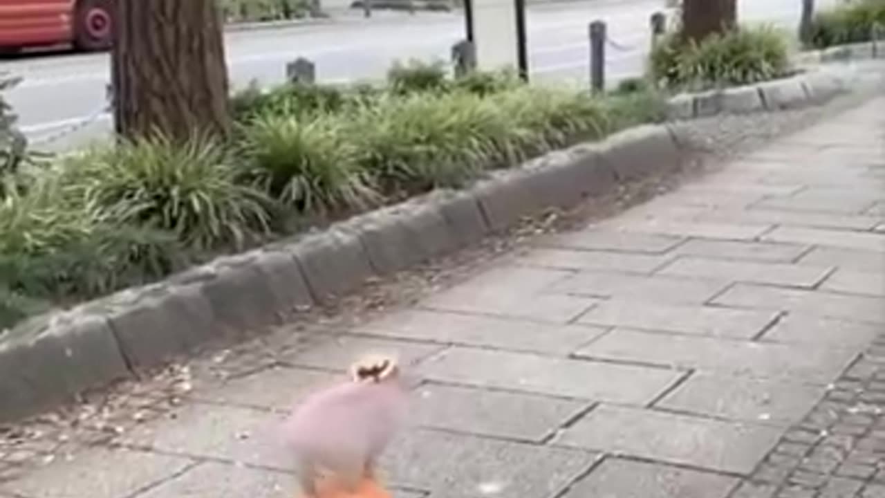 Cutest baby animals