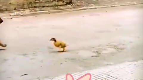 A little duck who loves to fight👍👍🤟