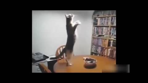 Funny animals dancing