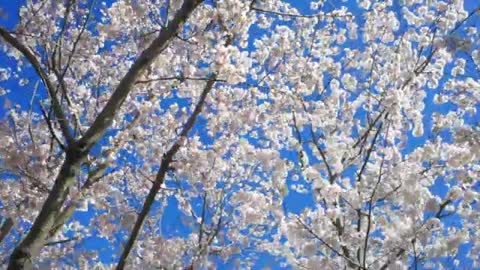 Relaxing Music | Sleeping, Meditation, Stress Relief | [5932] ⭐️